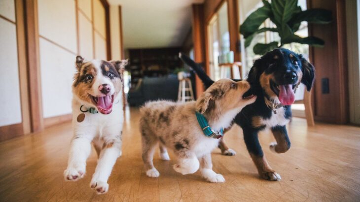 犬が家の中で『大騒ぎする』4つの理由　考えられる原因から落ち着かせるための対処法まで(ブログ)