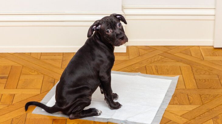 犬の『トイレがはみ出てしまう』理由5選　排泄を失敗してしまう主な原因や対策まで(ブログ)