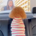 車で駅までお迎えにきてくれた犬→『熱烈歓迎をしてくれた』と思ったら…帰り際の『違いすぎる態度』に反響「いじけてるｗ」「差がすごい」の声(ブログ)