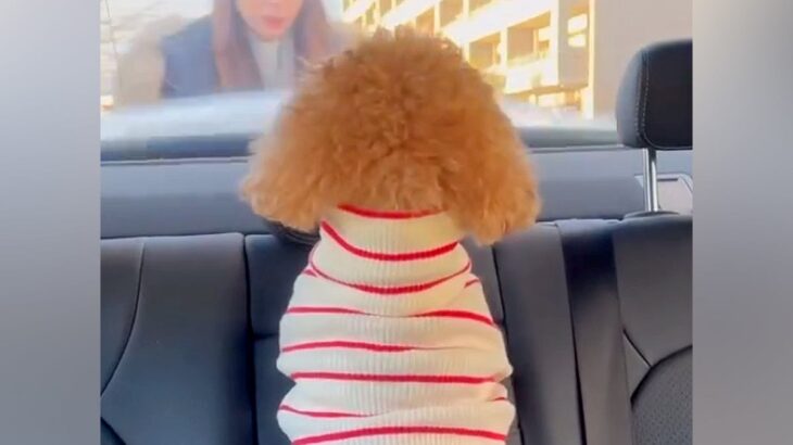 車で駅までお迎えにきてくれた犬→『熱烈歓迎をしてくれた』と思ったら…帰り際の『違いすぎる態度』に反響「いじけてるｗ」「差がすごい」の声(ブログ)