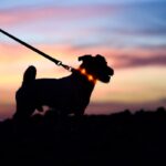 犬との『夏散歩』に必要な準備4つ　厳しい暑さから愛犬を守るための対処法とは(ブログ)