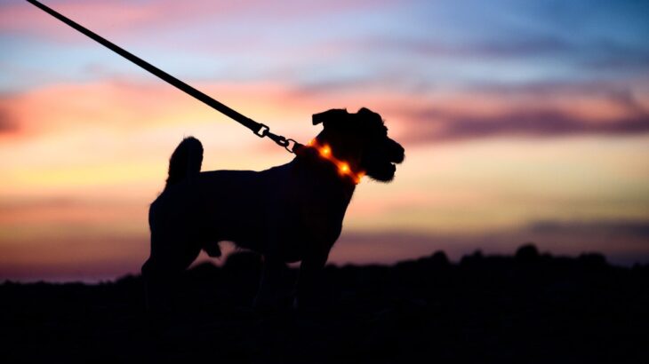 犬との『夏散歩』に必要な準備4つ　厳しい暑さから愛犬を守るための対処法とは(ブログ)