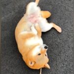散歩の経験がない『繁殖引退犬』→外に出しても３歩が限界で…別犬のような『３週間後の光景』に感動「コロン可愛いと思ってたら…」「頑張った」(ブログ)
