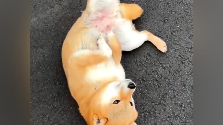 散歩の経験がない『繁殖引退犬』→外に出しても３歩が限界で…別犬のような『３週間後の光景』に感動「コロン可愛いと思ってたら…」「頑張った」(ブログ)