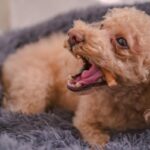 犬にやってはいけない『おやつの与え方』5選　しつけの逆効果となるNGなタイミングとは？(ブログ)