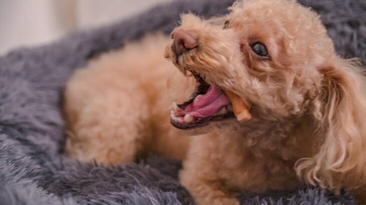 犬にやってはいけない『おやつの与え方』5選　しつけの逆効果となるNGなタイミングとは？(ブログ)