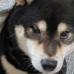 子育て歴４年の犬→赤ちゃんがもたれ掛かってくると…頼もしすぎる『貫禄ある光景』に12万いいね「我が子と思ってそう」「すごい」と称賛(ブログ)