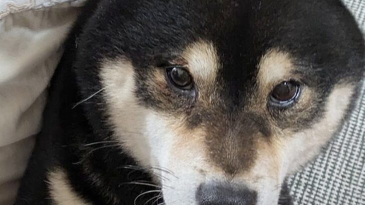 子育て歴４年の犬→赤ちゃんがもたれ掛かってくると…頼もしすぎる『貫禄ある光景』に12万いいね「我が子と思ってそう」「すごい」と称賛(ブログ)