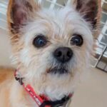 『噛むから』と捨てられた犬→愛情込めてお世話した結果、4年半後…涙あふれる『まさかの展開』に涙「素晴らしい」「熱意が伝わる」と称賛の声(ブログ)