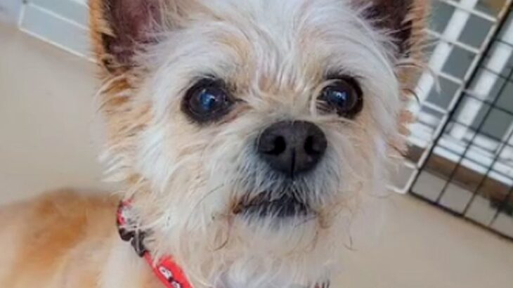 『噛むから』と捨てられた犬→愛情込めてお世話した結果、4年半後…涙あふれる『まさかの展開』に涙「素晴らしい」「熱意が伝わる」と称賛の声(ブログ)