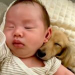 寝ている赤ちゃんに『どうしてもくっついていたい』と離れない犬…あまりにも尊い光景が190万再生「心地良いんだろうな」「可愛すぎる」と絶賛(ブログ)