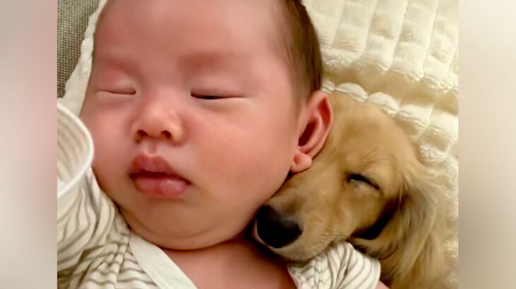 寝ている赤ちゃんに『どうしてもくっついていたい』と離れない犬…あまりにも尊い光景が190万再生「心地良いんだろうな」「可愛すぎる」と絶賛(ブログ)