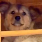 『元野犬の赤ちゃん』をお迎え→不安そうな顔をしていて…１ヶ月半後『まるで違う犬のような変化』が50万再生「幸せ確定」「沢山笑ってね」(ブログ)