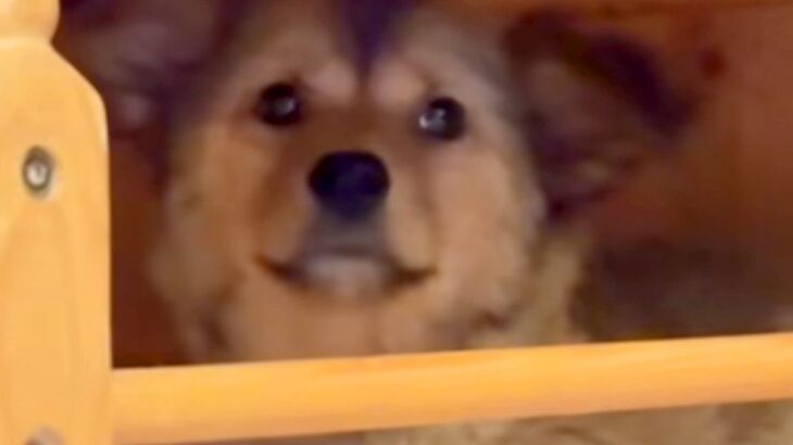 『元野犬の赤ちゃん』をお迎え→不安そうな顔をしていて…１ヶ月半後『まるで違う犬のような変化』が50万再生「幸せ確定」「沢山笑ってね」(ブログ)