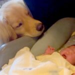 妊娠中のお母さんに寄り添っていた大型犬→無事に赤ちゃんが産まれて…泣けるほど尊い『1年間の記録』に反響「優しさに涙」「胸がいっぱい」(ブログ)