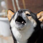 犬の『吠え癖』が酷い…改善策はある？吠え続けてしまう理由から正しいしつけの方法まで(ブログ)