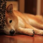 犬の『免疫力』が下がっているサイン４選　病気にかかりやすくなっているときにみせる行動とは？(ブログ)