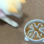 子犬のご飯に『早食い防止皿』を使ってみた結果→もはや倍速…？予定と違いすぎる光景が256万再生「早送りみたいｗ」「お見事すぎ」と爆笑(ブログ)