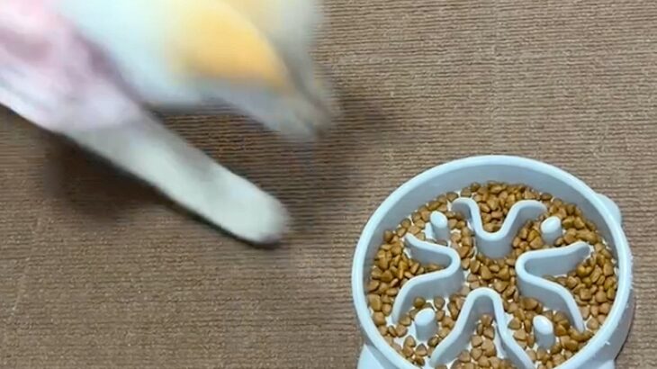 子犬のご飯に『早食い防止皿』を使ってみた結果→もはや倍速…？予定と違いすぎる光景が256万再生「早送りみたいｗ」「お見事すぎ」と爆笑(ブログ)