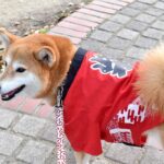 犬を『お祭り』に連れて行くべきではない5つの理由　起こりかねないトラブルから注意が必要なことまで(ブログ)
