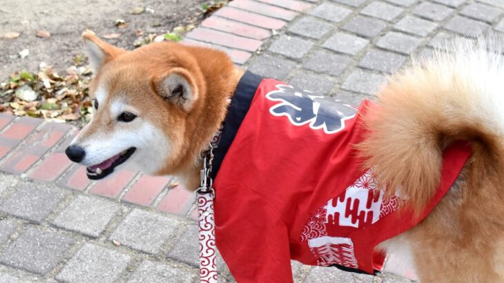 犬を『お祭り』に連れて行くべきではない5つの理由　起こりかねないトラブルから注意が必要なことまで(ブログ)