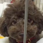 3年間『1日30秒』しか抱っこしてもらえなかった犬→引き取った結果…別犬のような『ビフォーアフター』が32万再生「ありがとう」「感動」(ブログ)