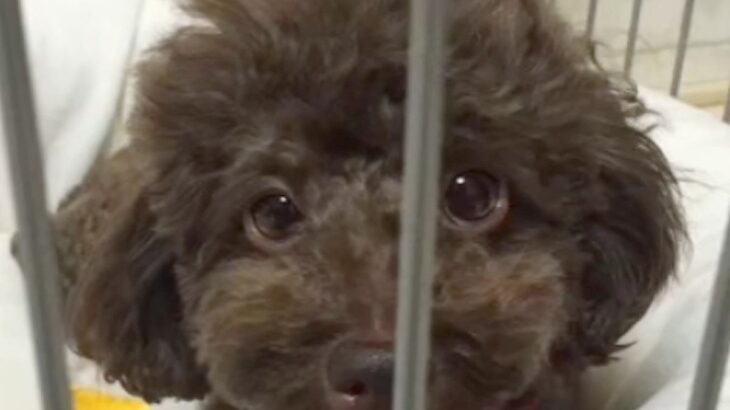 3年間『1日30秒』しか抱っこしてもらえなかった犬→引き取った結果…別犬のような『ビフォーアフター』が32万再生「ありがとう」「感動」(ブログ)
