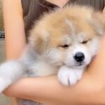 サプライズで『おばあちゃんに秋田犬の赤ちゃんを見せた』結果…あたたかすぎる『素敵な反応』が289万再生「どっちも可愛い」「愛に溢れてる」(ブログ)