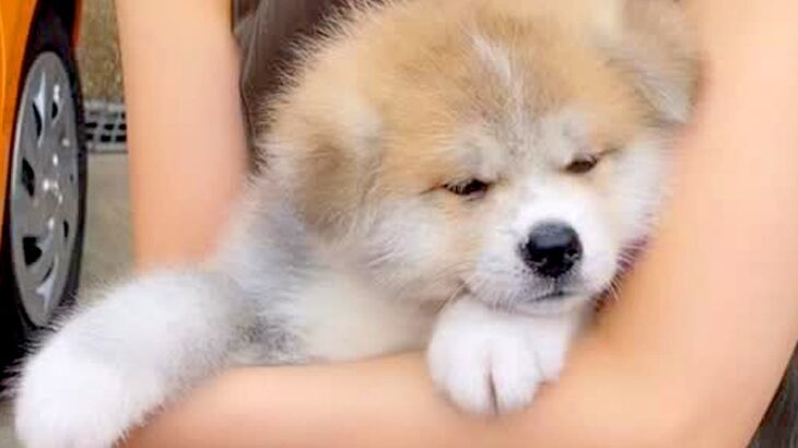 サプライズで『おばあちゃんに秋田犬の赤ちゃんを見せた』結果…あたたかすぎる『素敵な反応』が289万再生「どっちも可愛い」「愛に溢れてる」(ブログ)