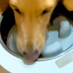 犬の『早食い防止用のお皿』を購入→使ってみた結果…思っていたのと違う『華麗すぎる外し方』が31万再生「スムーズで爆笑」「想像以上だったｗ」(ブログ)