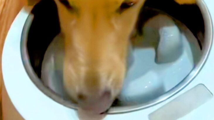 犬の『早食い防止用のお皿』を購入→使ってみた結果…思っていたのと違う『華麗すぎる外し方』が31万再生「スムーズで爆笑」「想像以上だったｗ」(ブログ)