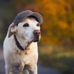 犬に『帽子を被らせる』メリット・デメリットとは　必要性はある？活用する場合の注意点まで(ブログ)