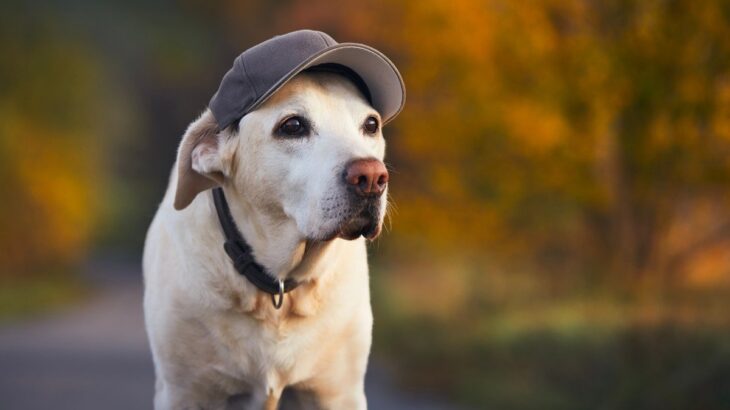 犬に『帽子を被らせる』メリット・デメリットとは　必要性はある？活用する場合の注意点まで(ブログ)