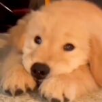 あご乗せポーズをする赤ちゃん犬→約２年後…あまりにも愛おしい『現在の光景』に胸キュンが止まらない「かわいさマシマシ」「あざとい」と反響(ブログ)