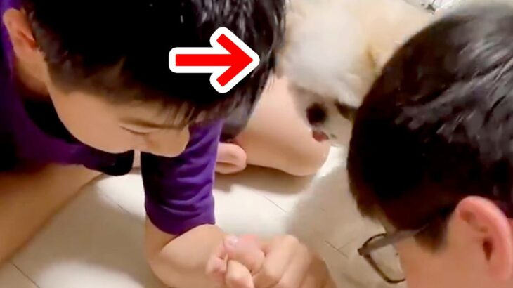 腕相撲をする2人の男の子→『喧嘩をしてる！』と犬が勘違いした結果…とんでもなく優しい『まさかの行動』が14万再生「守ろうとしてる」と反響(ブログ)