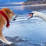 湖で『犬が白鳥と出会った』結果…富士山をバックにした『ポケモンバトルのような光景』が69万再生「最高に可愛くて笑う」「縁起いい」と絶賛(ブログ)