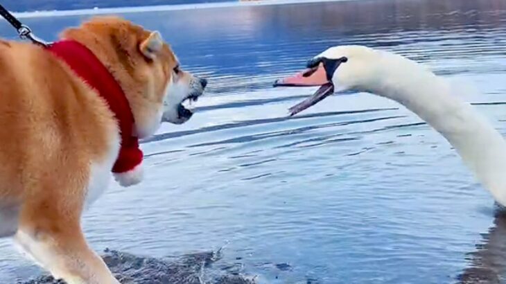 湖で『犬が白鳥と出会った』結果…富士山をバックにした『ポケモンバトルのような光景』が69万再生「最高に可愛くて笑う」「縁起いい」と絶賛(ブログ)