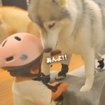 1歳の女の子と大型犬たちが『防災訓練に取り組んだ』結果…あまりにも可愛い『渋々付き合う光景』が6万再生「幸せな家族」「ほんと健気」と絶賛の声(ブログ)