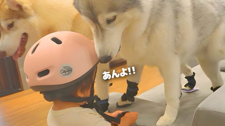1歳の女の子と大型犬たちが『防災訓練に取り組んだ』結果…あまりにも可愛い『渋々付き合う光景』が6万再生「幸せな家族」「ほんと健気」と絶賛の声(ブログ)