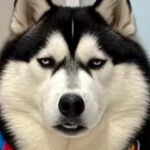 AIで『犬を激太りさせてみた』結果→巨大化するだけかと思いきや…『衝撃の変化』に128万再生の反響「声出して笑った」「なぜこうなったｗ」(ブログ)