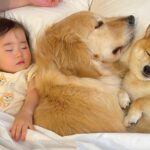 １歳の女の子がベッドで寝ようとしたら、大型犬が…『絶対に一緒がいい』まさかの尊い行動が69万再生「なんて幸せ家族」「夢の国」と悶絶(ブログ)