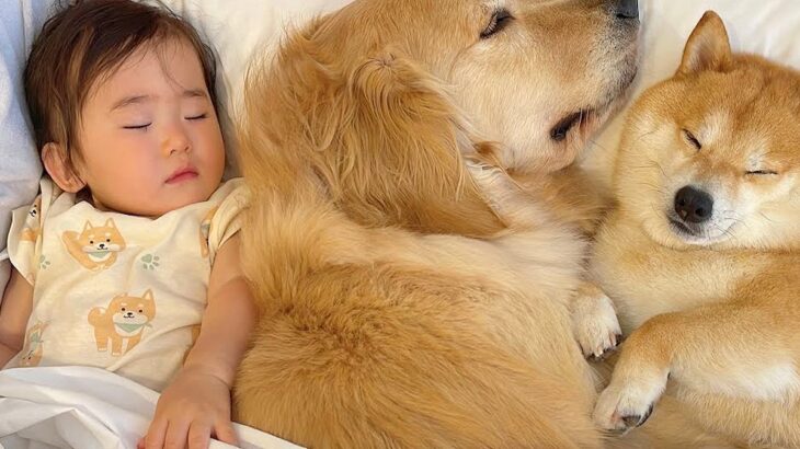 １歳の女の子がベッドで寝ようとしたら、大型犬が…『絶対に一緒がいい』まさかの尊い行動が69万再生「なんて幸せ家族」「夢の国」と悶絶(ブログ)