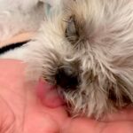 18年生きた老犬→心音が途絶えてしまい…涙が止まらない『お別れの日の一部始終』に感動「号泣した」「最後まで愛情与えてくれたね」と6万再生(ブログ)