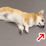 転がりながらオヤツを食べる犬→遠くに飛んでしまって…横着しすぎた『可愛すぎる光景』が59万表示「怒ってるｗｗ」「何回も見ちゃったｗ」(ブログ)