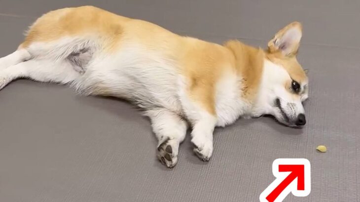 転がりながらオヤツを食べる犬→遠くに飛んでしまって…横着しすぎた『可愛すぎる光景』が59万表示「怒ってるｗｗ」「何回も見ちゃったｗ」(ブログ)