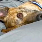 ベッドで寝ようとしたら、元猟犬が甘えてきて…終わりの見えない『犬撫で地獄』が幸せすぎると4万再生「可愛すぎて反則」「むしろ天国ｗ」(ブログ)