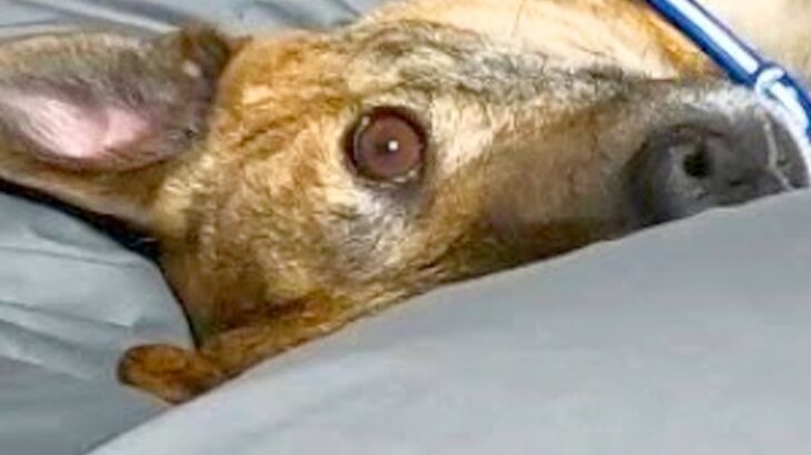 ベッドで寝ようとしたら、元猟犬が甘えてきて…終わりの見えない『犬撫で地獄』が幸せすぎると4万再生「可愛すぎて反則」「むしろ天国ｗ」(ブログ)