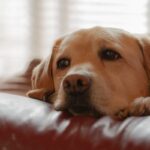 愛犬がガッカリする『飼い主の言動』6つ　何気ない振る舞いが原因で信頼を失ってしまうかも？(ブログ)