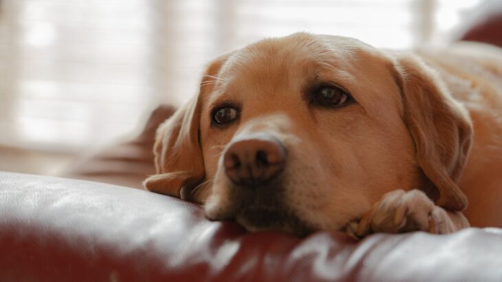 愛犬がガッカリする『飼い主の言動』6つ　何気ない振る舞いが原因で信頼を失ってしまうかも？(ブログ)