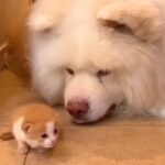 拾われた赤ちゃん猫が『秋田犬に育てられた』結果→1年後…『まるで親子のような光景』が181万再生「ふたりとも可愛い」「懐の深さに感動」(ブログ)